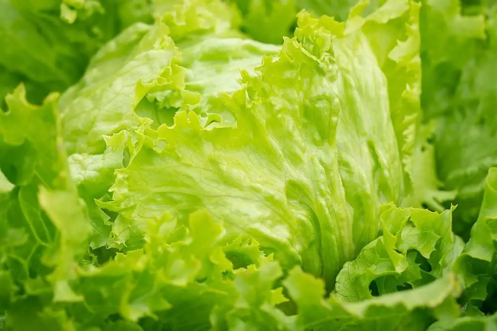 how to chop iceberg lettuce for salad