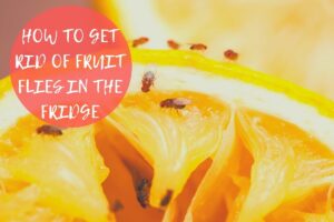 how to get rid of fruit flies in refrigerator